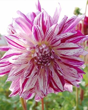 "Bristol Stripe "  Exklusiv XXL- Dahlia. - Bild 2