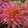"Omega "  Dinnerplate-Dahlia.  Nyhet! - Bild 2