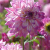 " Orion"   Exklusiv Dekorativ Dahlia !! - Bild 2