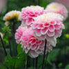 "Wizard of Oz"   Ball-Dahlia! - Bild 2