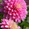 "Rembrandt"    Gallery dahlia (50cm) - Bild 2