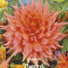 "Omega "  Dinnerplate-Dahlia.  Nyhet!
