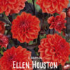 " Ellen Houston"  Border-Dahlia. (55 cm)