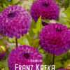" Franz Kafka"   Pompon-Dahlia! - Bild 2