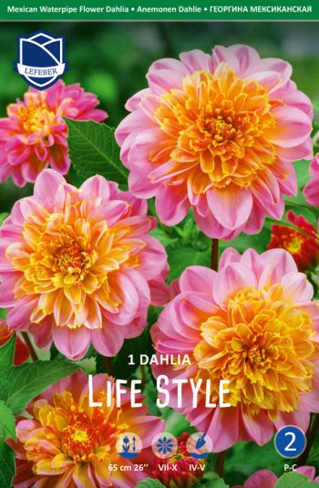 " Liff style"     Anemone-Dahlia.