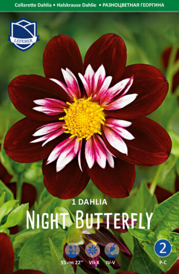 "Night Butterfly"     Halskraag-Dahlia.
