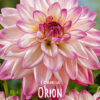 " Orion"   Exklusiv Dekorativ Dahlia !!