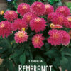 "Rembrandt"    Gallery dahlia (50cm)