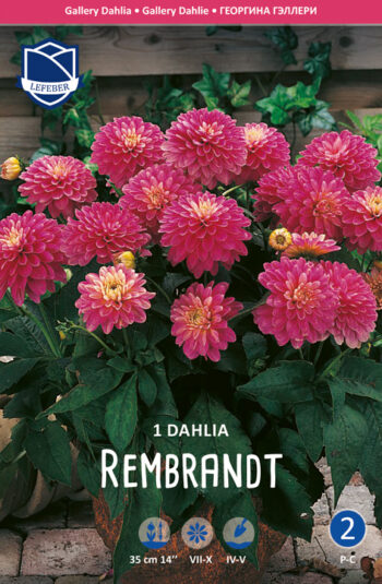 "Rembrandt"    Gallery dahlia (50cm)