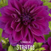 "Stratos"   Exklusiv Dekorativ Dahlia !!