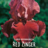 "Red Zinger"  Iris Germanica (trädgårds-iris) - Bild 2