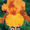 "Sky Fire"  Iris Germanica (trädgårds-iris)