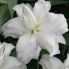 "Lotuslilja Beauty "  Dubbel  (2 lökar )