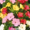 " Mirabilis Jalapa " Underblomma !! 5 fina svarta rötter