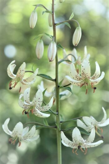 "Albi Florum"   Martagon/krollilja   (2 lökar )   Raritet !!