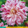 "Bristol Stripe "  Exklusiv XXL- Dahlia.