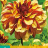 "Creme de Cognac "   Dekorativ Dahlia.    Nyhet !!!
