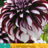 "Tartan" Exklusiv  Dinnerplate-Dahlia.