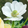 Bukett-anemone  "The bride"  (20 lökar) - Bild 2