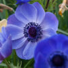 Bukett-anemone  " Mr Fokker"  (20 lökar) - Bild 2