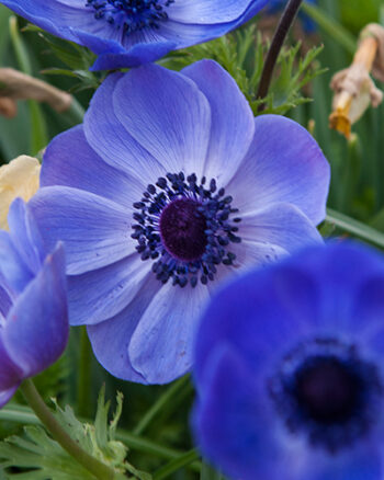 Bukett-anemone  " Mr Fokker"  (20 lökar) - Bild 2