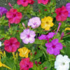 " Mirabilis Jalapa " Underblomma !! 5 fina svarta rötter - Bild 3