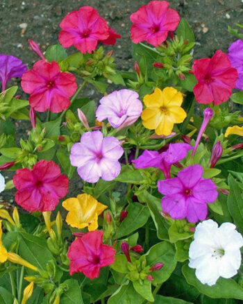 " Mirabilis Jalapa " Underblomma !! 5 fina svarta rötter - Bild 3