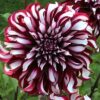 "Tartan" Exklusiv  Dinnerplate-Dahlia. - Bild 2
