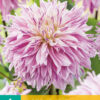 "Labyrinth Twotone "  Exklusiv  Dahlia.