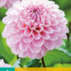 "Wizard of Oz"   Ball-Dahlia!