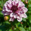 "Creme de cassis "   Dekorativ Dahlia. - Bild 2