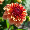"Creme de Cognac "   Dekorativ Dahlia.    Nyhet !!! - Bild 2
