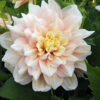 "Break-out"  Dinnerplate-Dahlia. - Bild 2