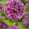 "Marble Ball"  Ball-Dahlia!