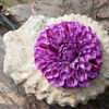 "Marble Ball"  Ball-Dahlia! - Bild 2