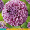 "Marble Ball"  Ball-Dahlia! - Bild 3