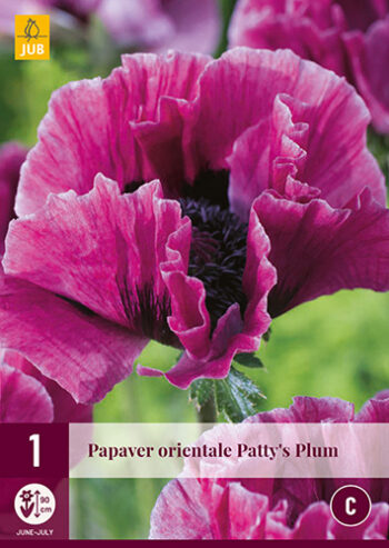 " Patty`s Plum "  Jättevallmo /papaver orientale.