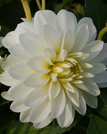 "Art Fair"    Gallery dahlia - Bild 2