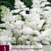 "Astilbe  Washington "  Skuggväxt!!
