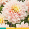 "Break-out"  Dinnerplate-Dahlia.