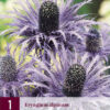 Eryngium " Alpinum" Alpmartorn!