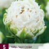 "Snow Chrystal"   5 Crispa-Dubbel tulpaner.  Exklusiv!!
