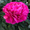 "Kansas"  Rosa-röd smycke!