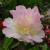 "Raspberry Sundae " Doftpion ! - Bild 3