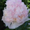 "Raspberry Sundae " Doftpion ! - Bild 2