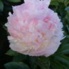 "Raspberry Sundae " Doftpion !