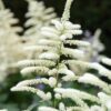 "Astilbe  Washington "  Skuggväxt!! - Bild 2