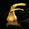 Crinum   "Powelii"  Kalljordscrinum (1 jättelök ) Exklusiv! - Bild 2