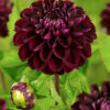 " Dark spirit"   Pompon-Dahlia! - Bild 2