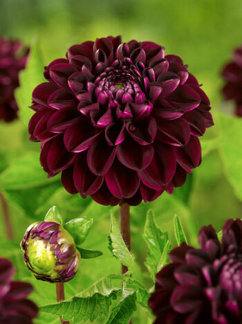 " Dark spirit"   Pompon-Dahlia! - Bild 2